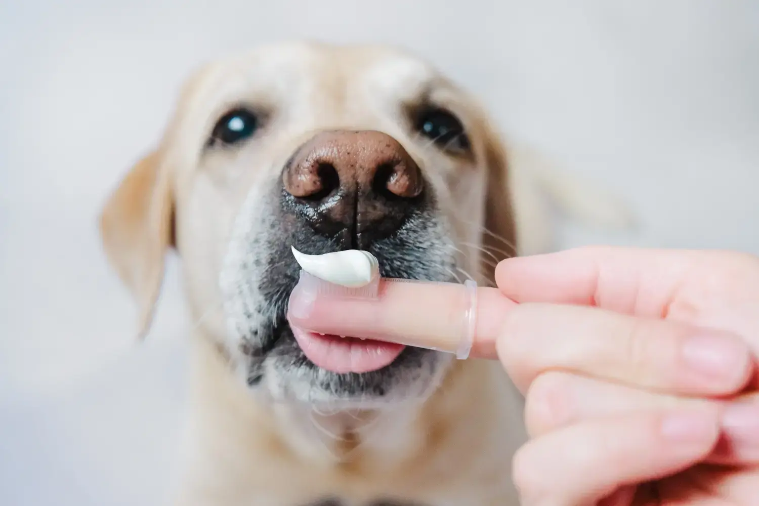 View of Best Dog Toothpaste 2025 | Homes Alive Pets